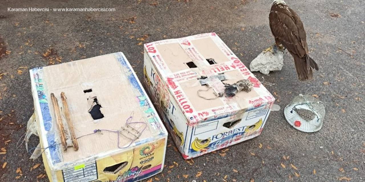 Canlı Hayvan Tuzağıyla Şahin Yakalayan 9 Kişiye 41 Bin 780 Lira Ceza Verildi