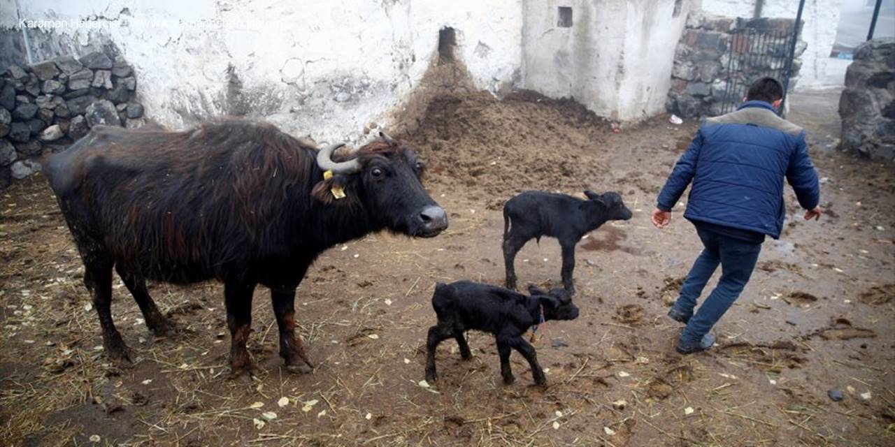Kayserili Çiftçinin İkiz Manda Yavrusu Sevinci