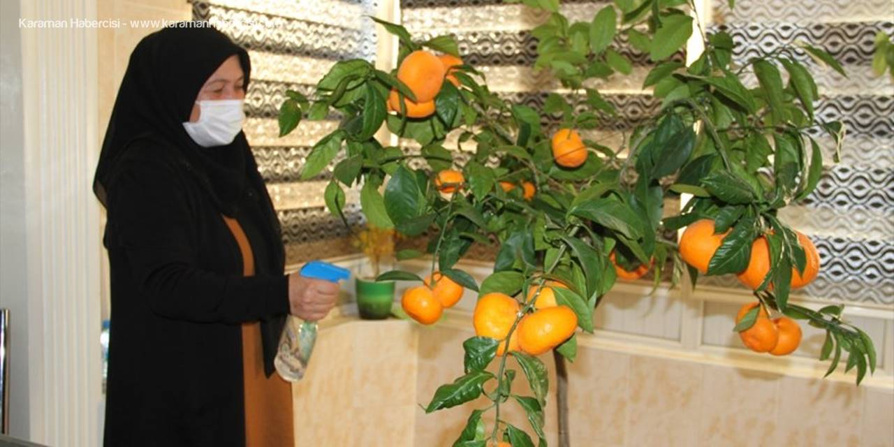 Misafirleri Olan Ak Partili Özhaseki'ye Evde Dalından Mandalina