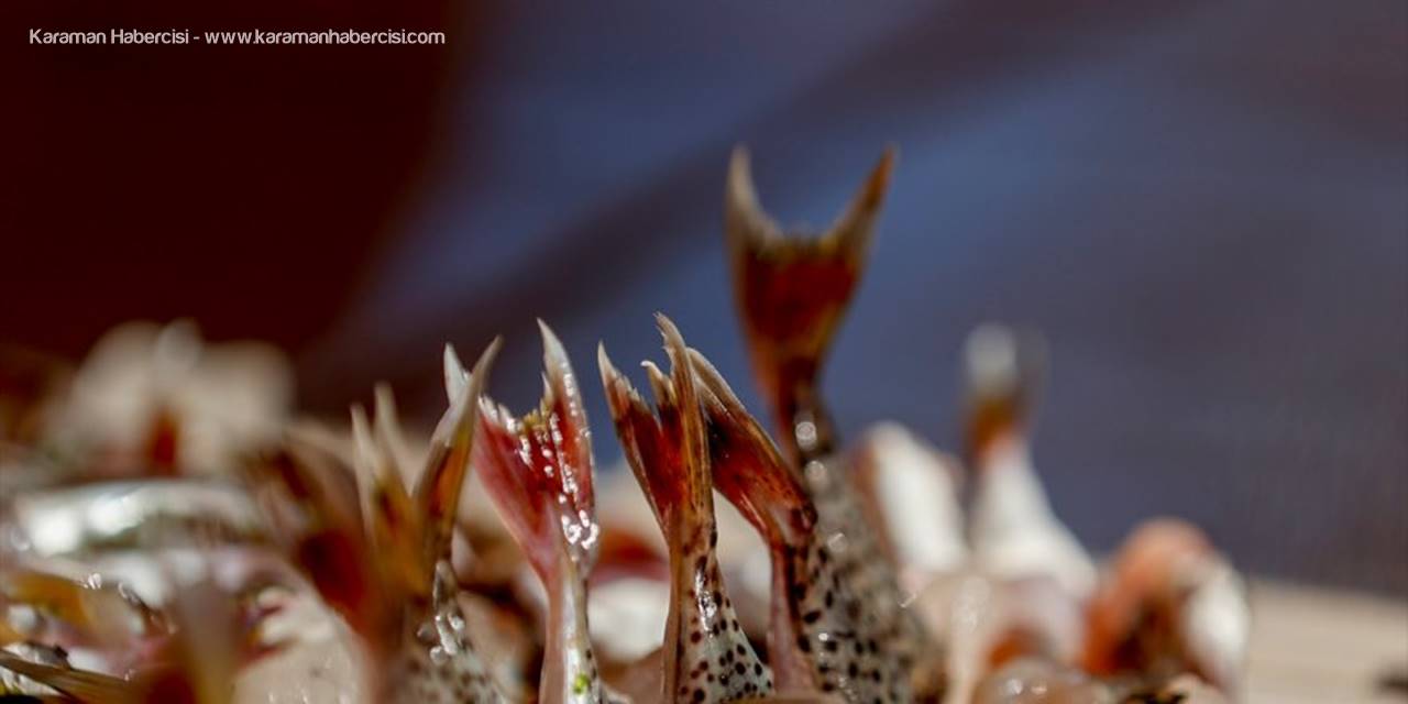 Antalyalı Balıkçılar, "Balon Balığı Kuyruk Alımına" İlgi Gösteriyor