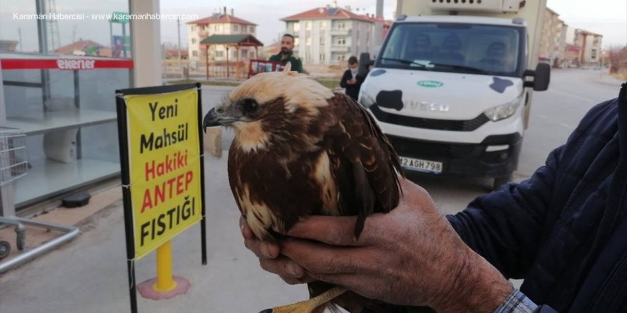 Konya'da Yaralı Bulunan Çöl Şahini Tedavi Altına Alındı