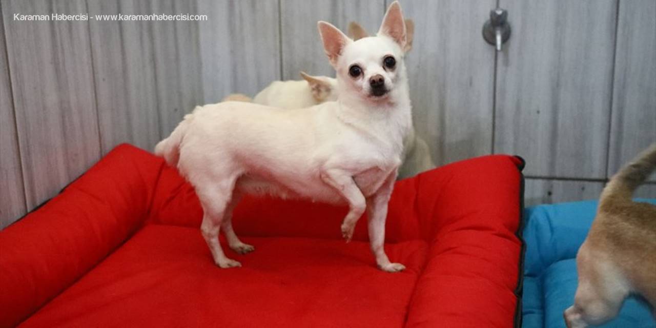 Keçiören'deki Sevimli Köpeklerin Minder Keyfi