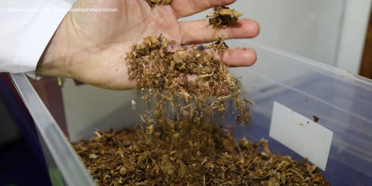 Çam Kozalağını Bor İle Birleştirerek Gıda Takviyesi Geliştirdiler