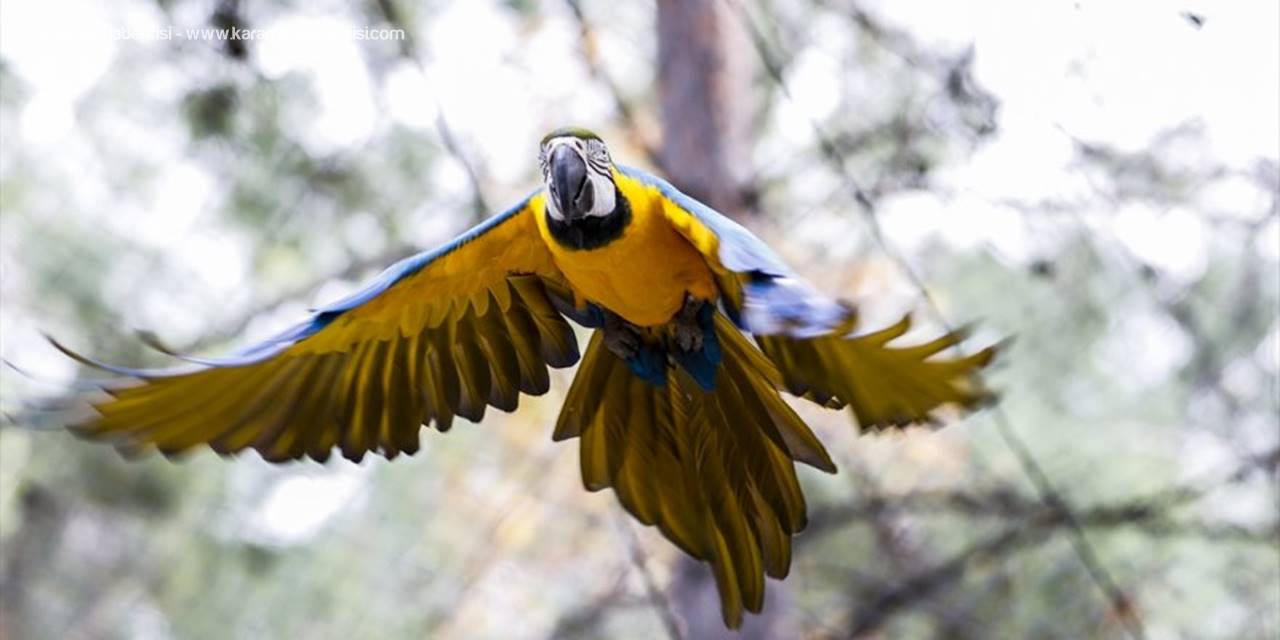 Antalya Hayvanat Bahçesinin Renkli Misafirleri: Papağanlar