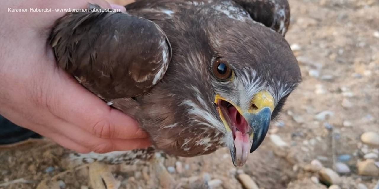 Jandarmanın Bulduğu Yaralı Şahin Koruma Altına Alındı