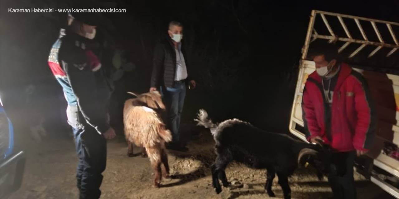 Anamur'da Kaybolan Küçükbaş Hayvanları Jandarma Buldu