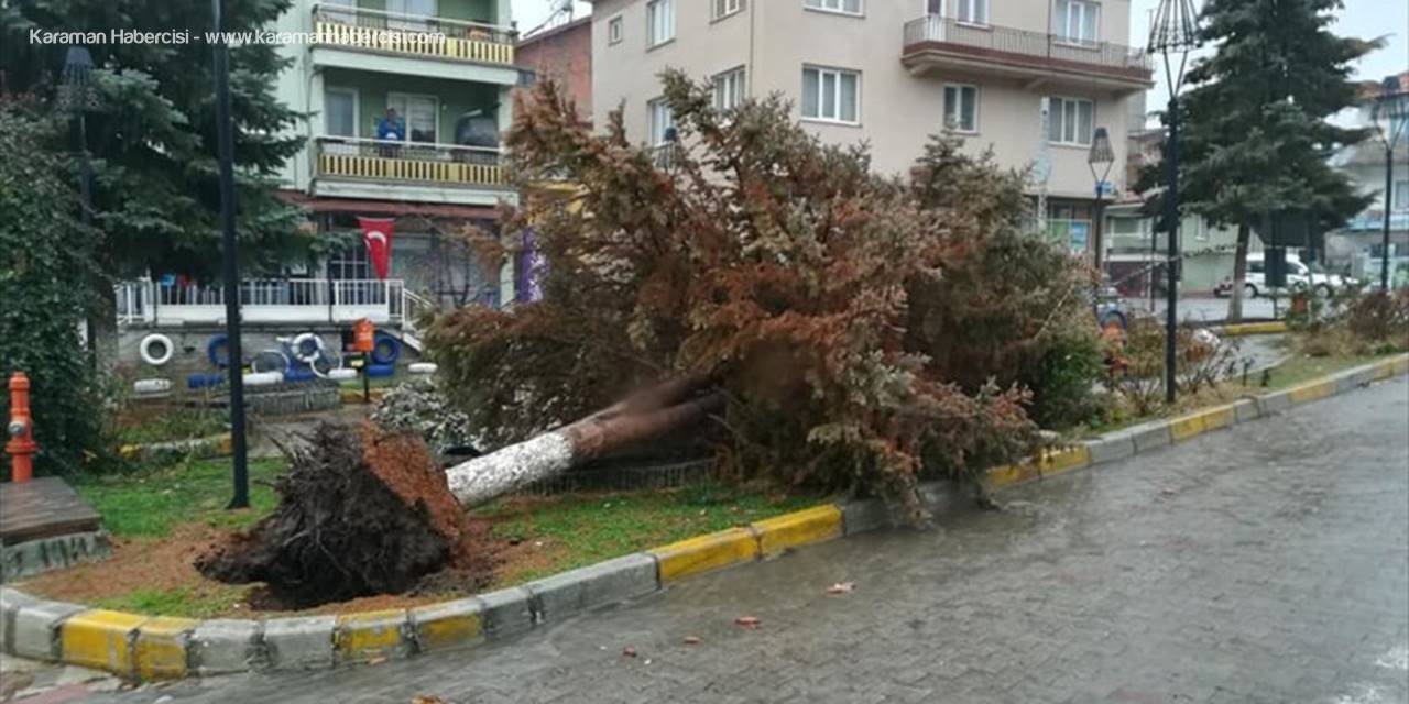 Derebucak'ta Şiddetli Rüzgar Ağaçları Devirdi