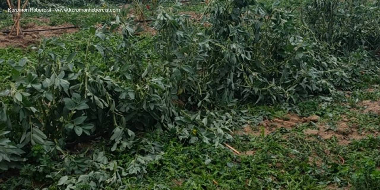 Mersin'de Dolu Yağışı 600 Dekar Tarım Arazisine Zarar Verdi
