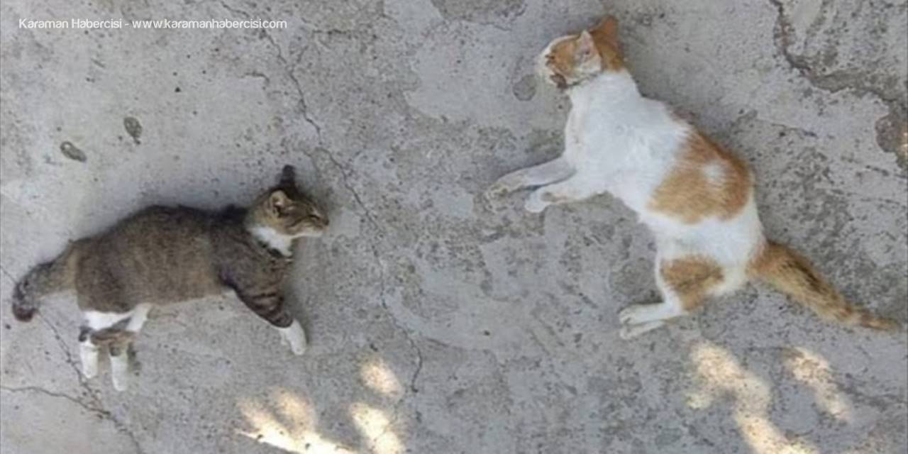 Mersin'de Zehirlendikleri İddia Edilen 13 Kedi Telef Oldu