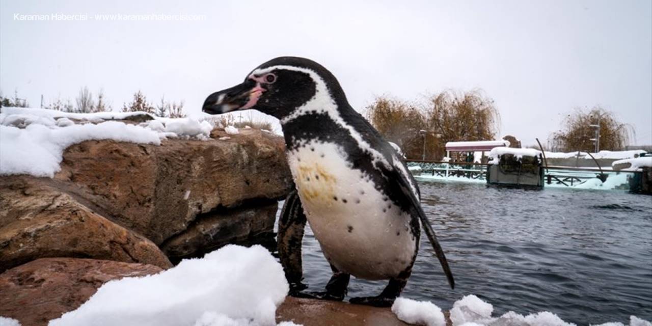 Eskişehir Hayvanat Bahçesi'nin Ev Sahipleri Karın Keyfini Çıkarıyor