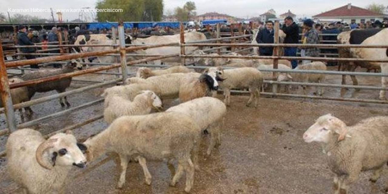 Niğde'de Canlı Hayvan Pazarı Şap Hastalığı Nedeniyle Kapatıldı