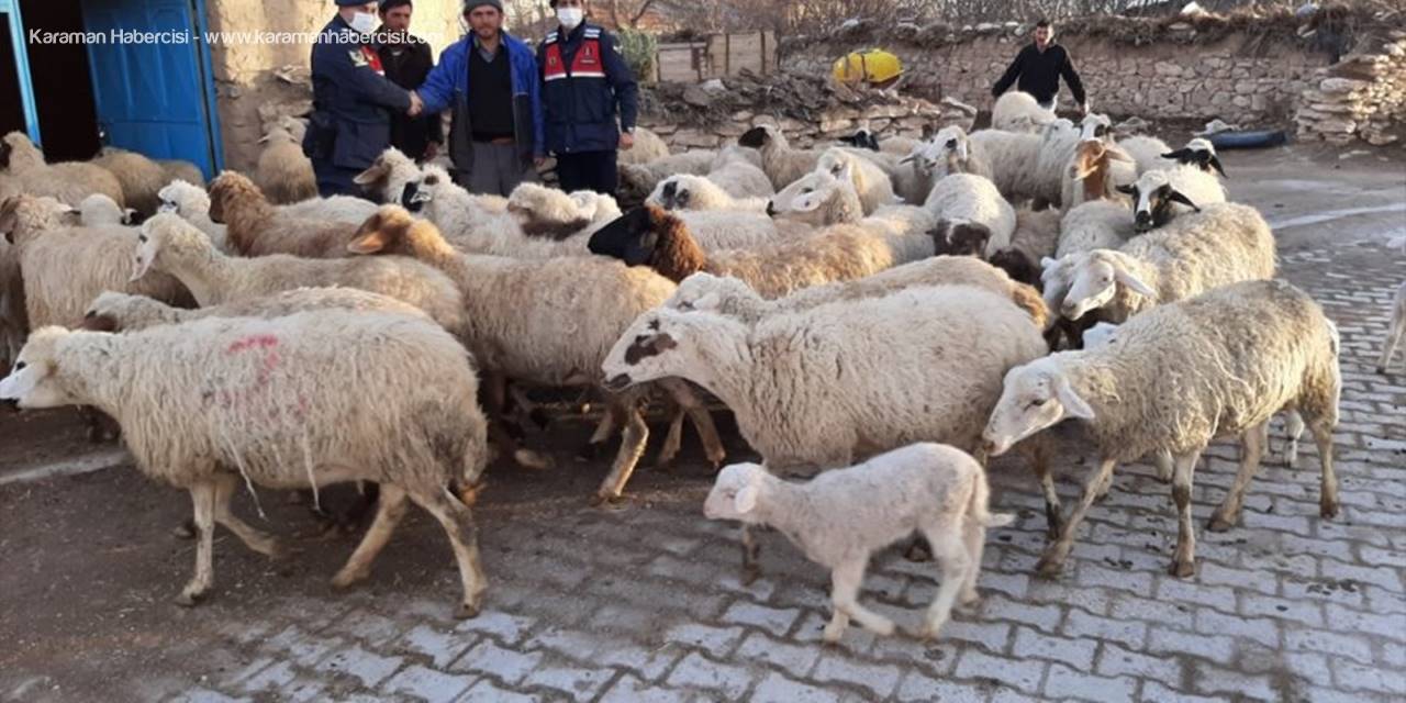 Konya'da Çalınan 124 Küçükbaş Hayvandan 99'u Sahibine Teslim Edildi