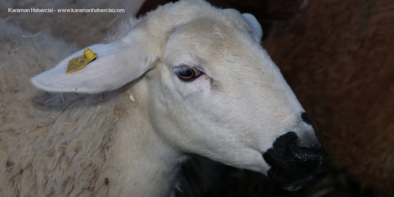 Binlerce Üniversite Mezunu Küçükbaş Yetiştiriciliğine Başladı