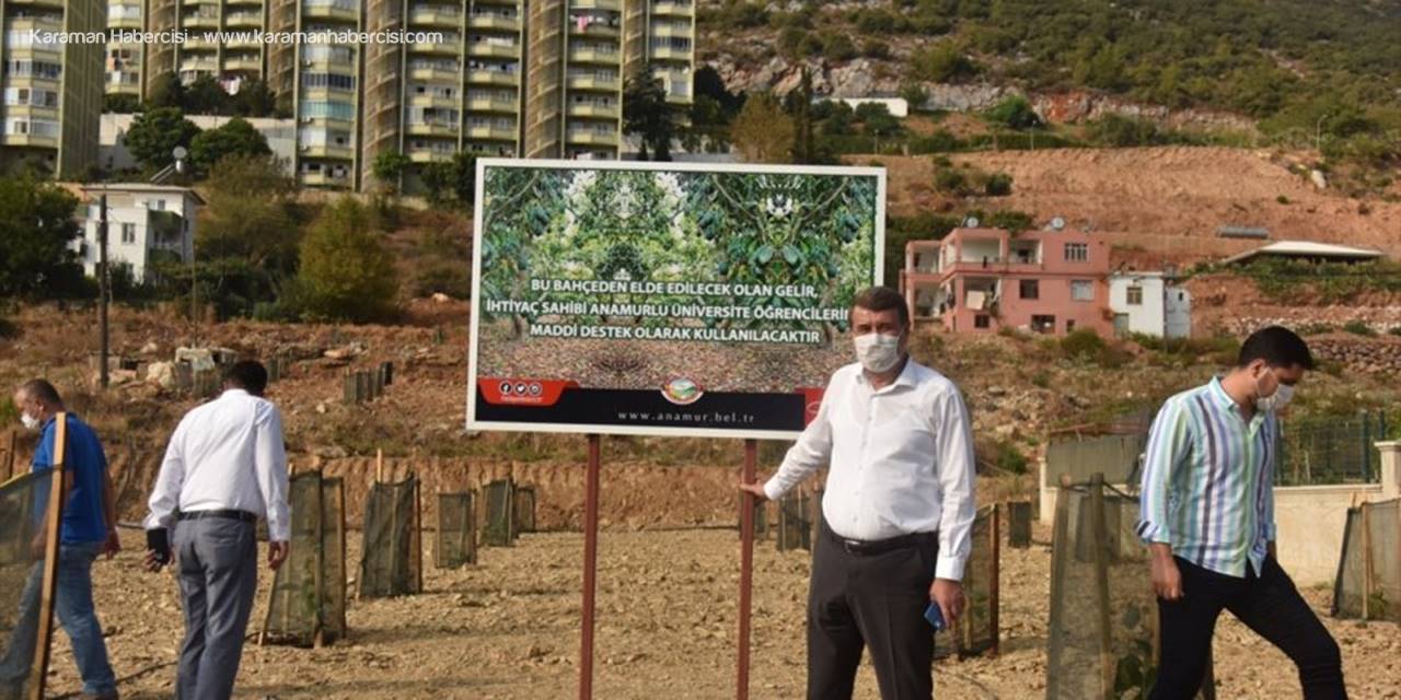 Anamur Belediyesi İlçede Tropikal Meyve Üretimini Arttırmayı Hedefliyor