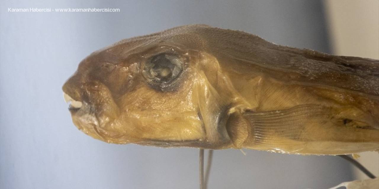 Amatör Balıkçılara, "Balon Balığı Yemek Öldürmese Bile Felç Bırakabiliyor" Uyarısı