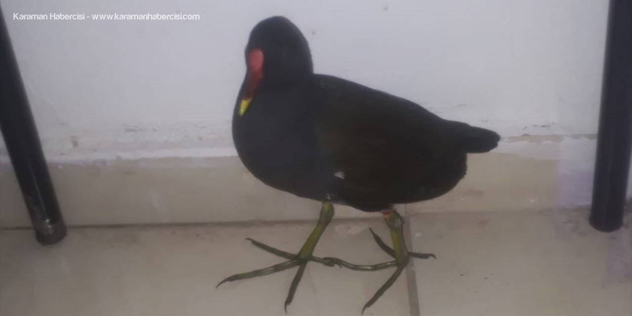 Kayseri'de Yaralı Su Tavuğu Tedavi Altına Alındı