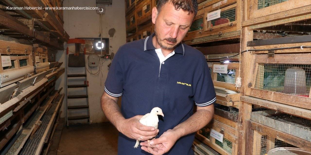 Karaman'da Islah Çalışmalarıyla 2 Kat Daha Fazla Et Ağırlığına Ulaşan Bıldırcın Türü Geliştirildi