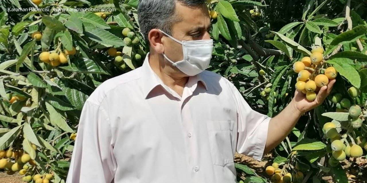 Mersin'de Açık Alanda Yenidünya Hasadı Başladı