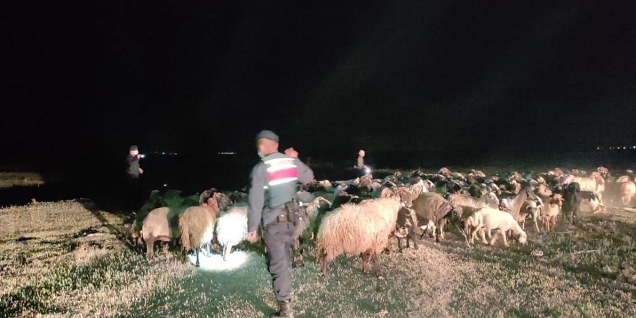 Karaman'da Kaybolan Küçükbaşlar Bulundu