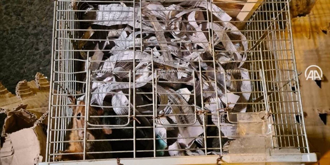 Otobüste Bulunan sincaplar Hasan Dağında Özgürlüğe Kavuştu