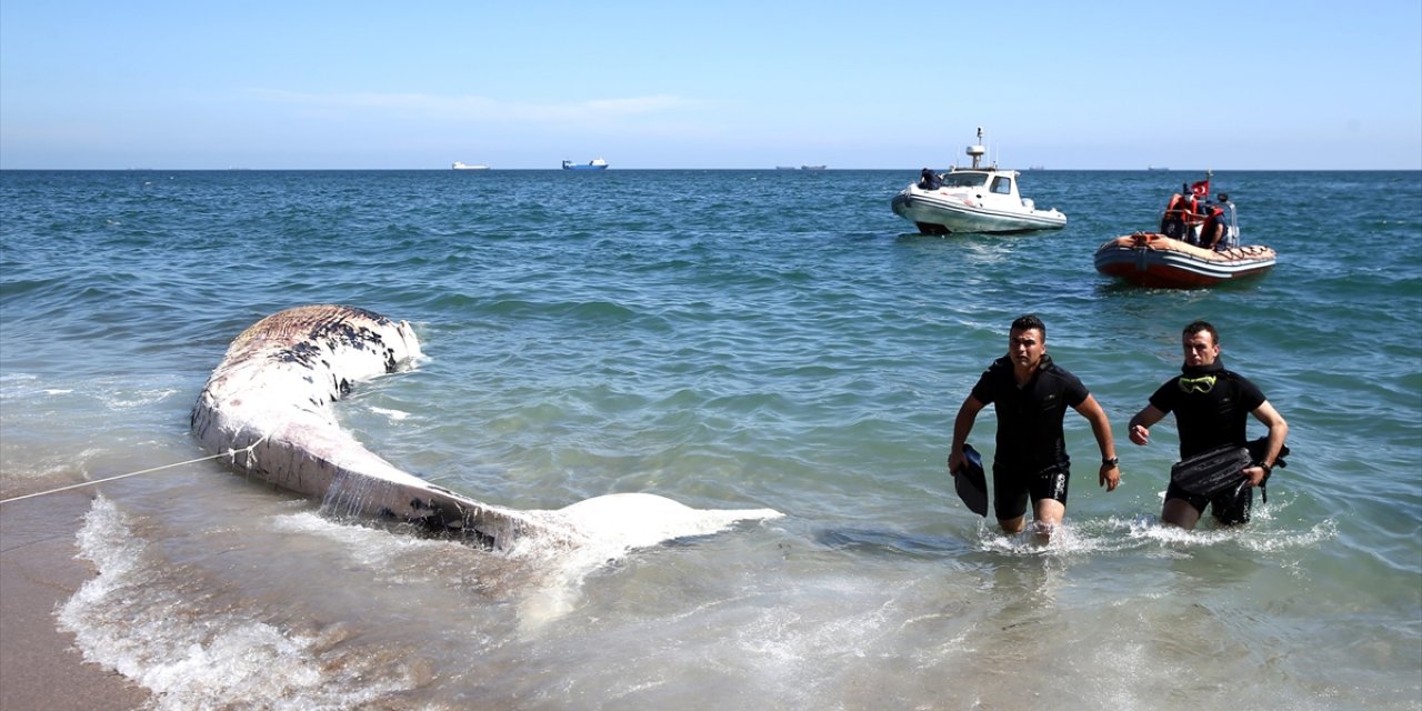 Mersin Sahiline 14 Metrelik Oluklu Balina Vurdu