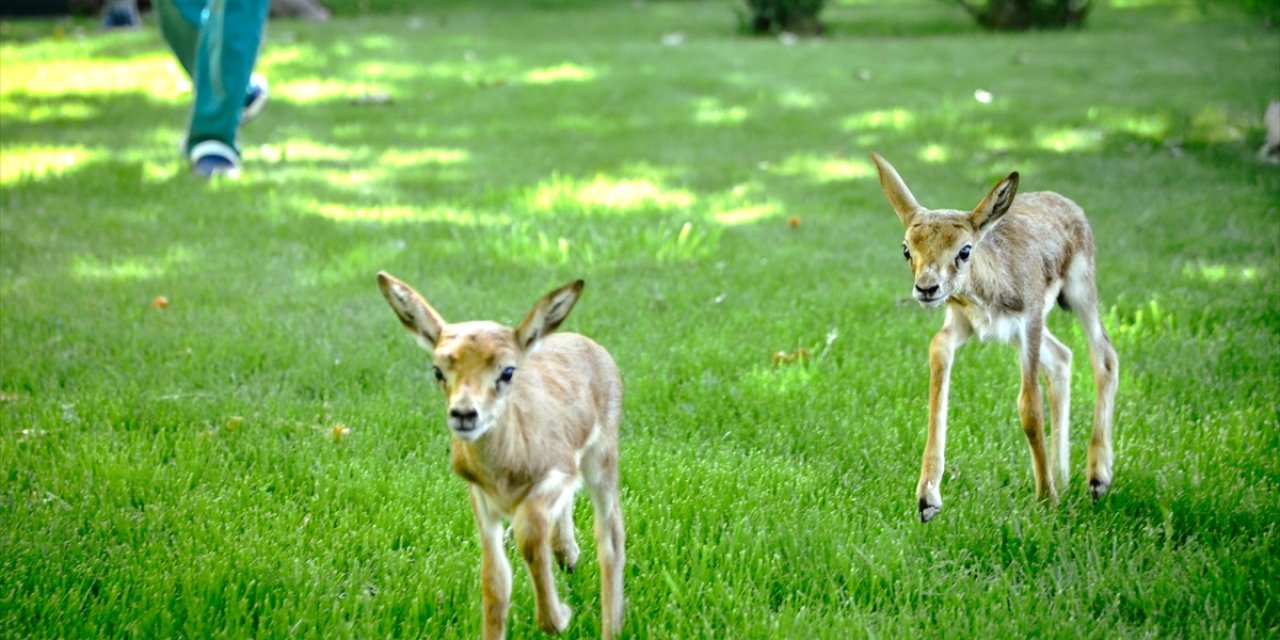 Polisin Durdurduğu Otomobilde Bulunan Yavru Ceylanlara Bebek Gibi Bakılıyor