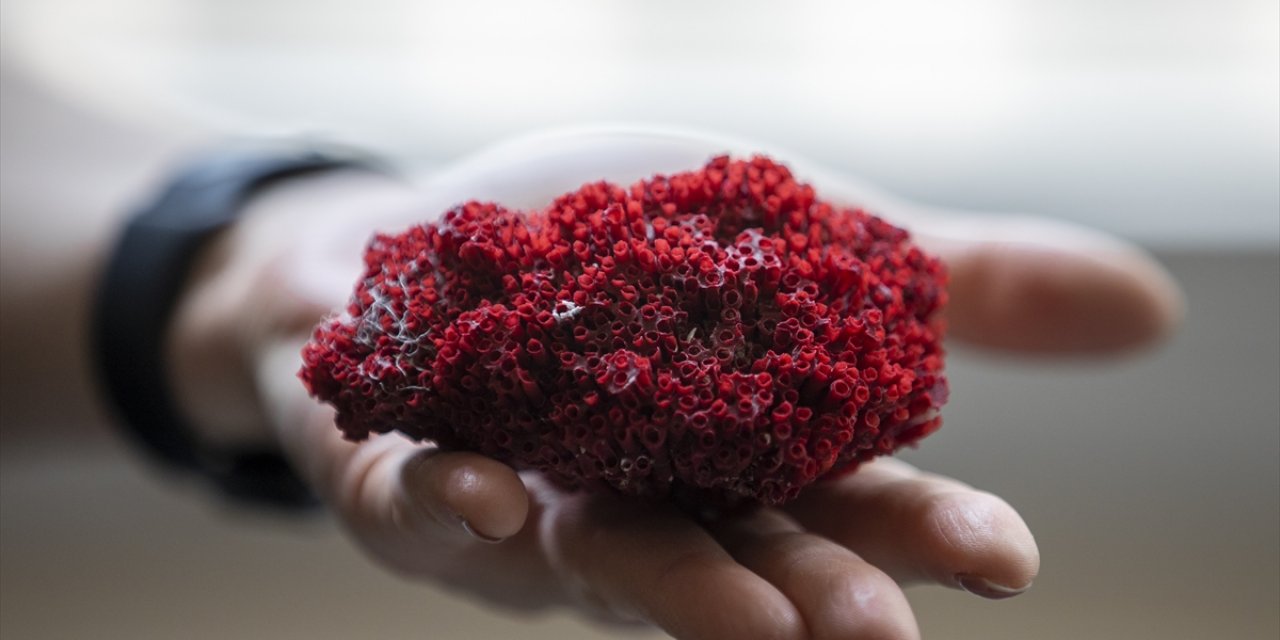 Aktarlarda Satılan "kardeş Kanı" Bitkisi, Hayati Tehlike Yaratıyor