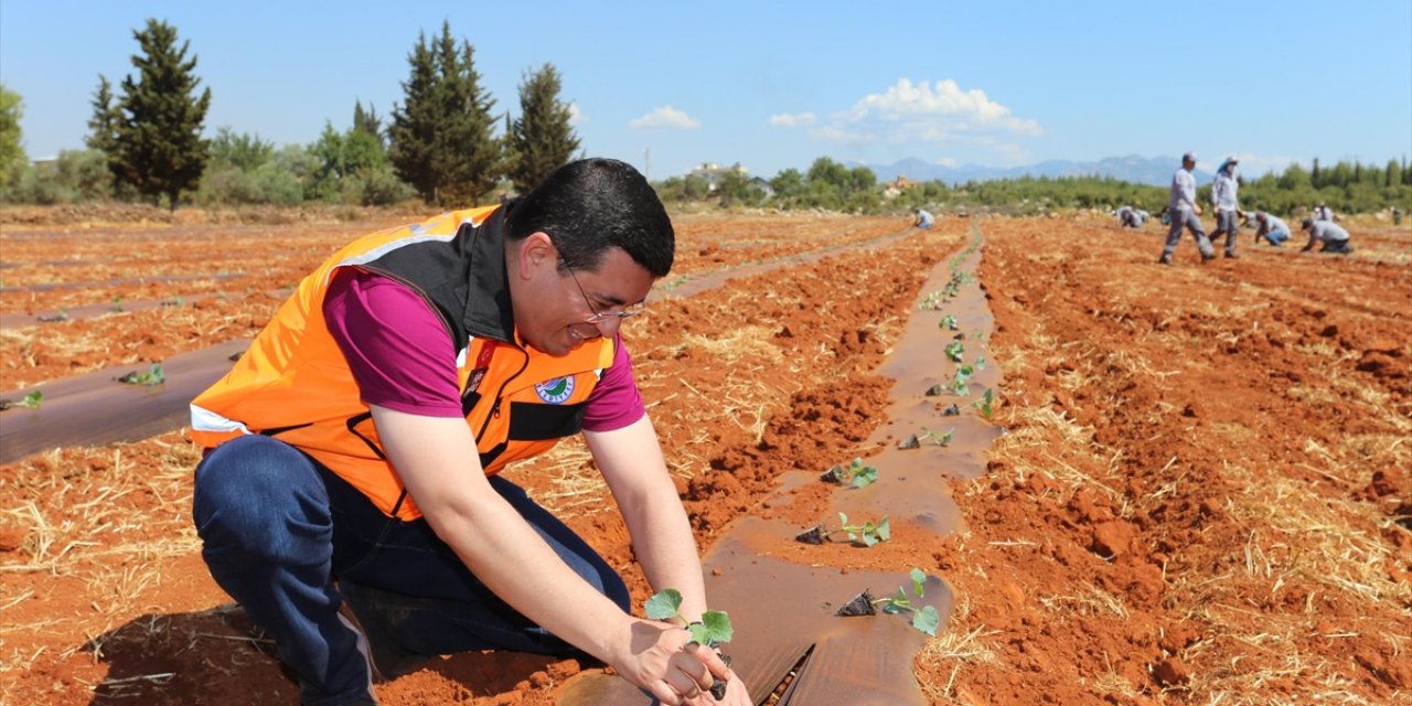 Antalya'da Belediyenin Tarlaya Dönüştürdüğü Alanda Karpuz, Kavun Yetiştirilecek