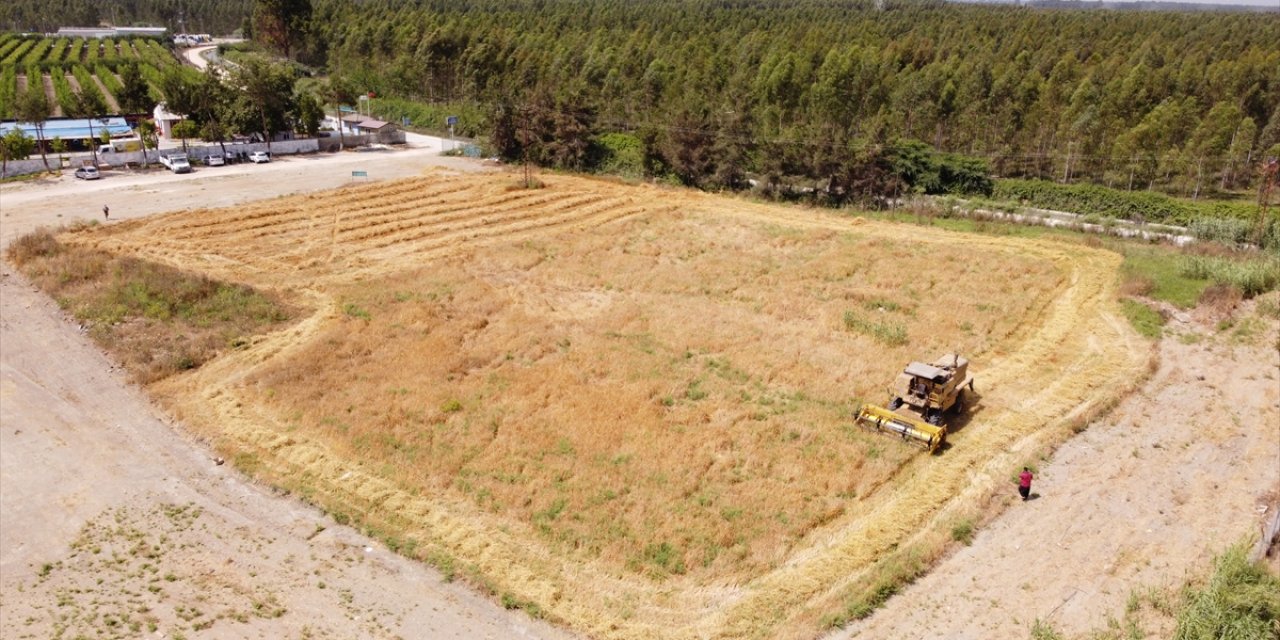 Mersin'de Hasadı Yapılan Yerli Kunduru Buğdayı Un Yapılarak Vatandaşlara Dağıtılacak