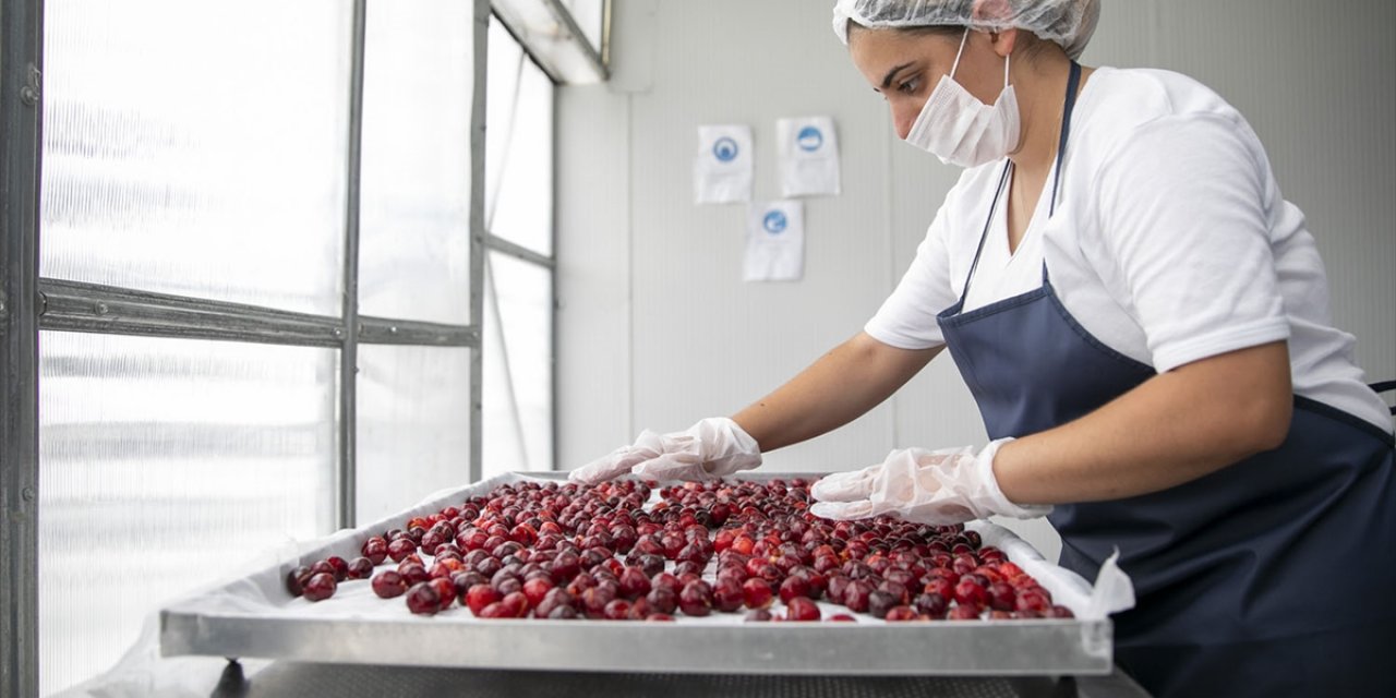 Mersin'de Enerjisini Güneşten Alan Gıda Kurutma Tesisi Faaliyete Geçti