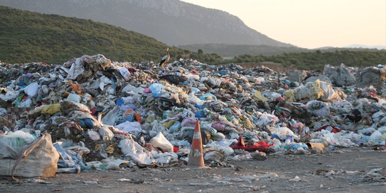 Kuraklık Su Kuşlarının Beslenme Alışkanlığını Da Değiştirdi