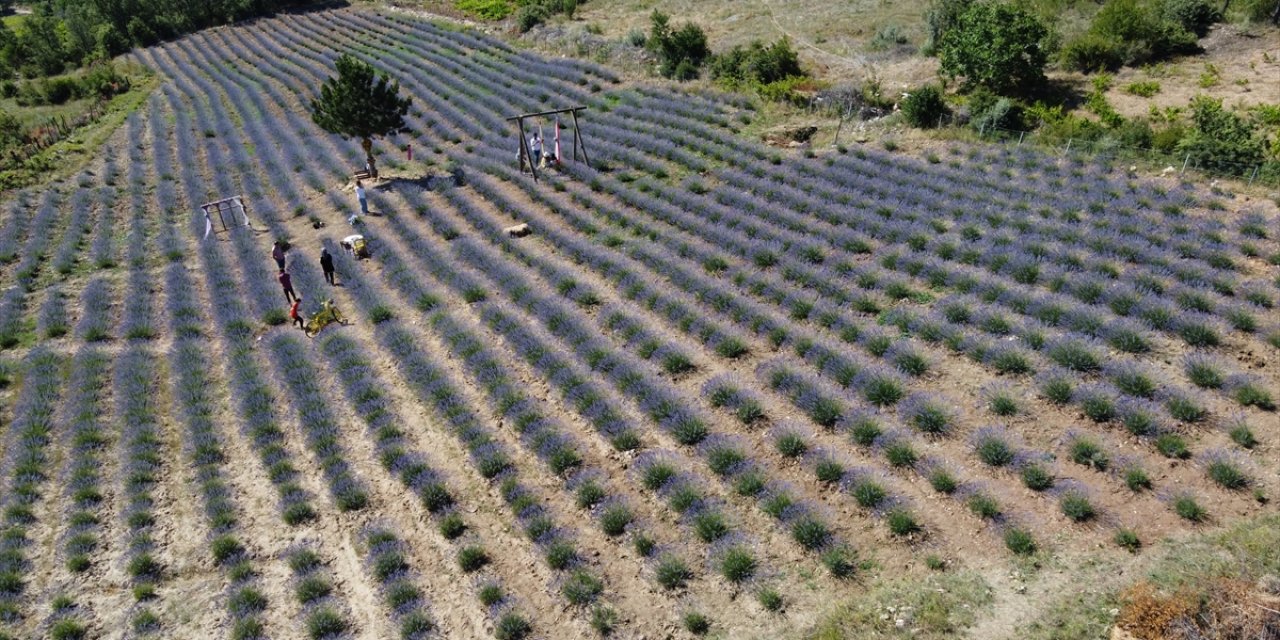 Dokuz Aylık Maaşıyla Köyüne Lavanta Bahçesi Kurdu