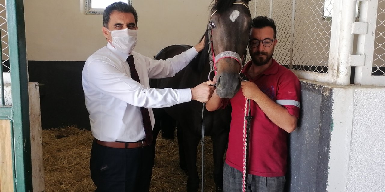 Türkiye'nin "Şampiyon Atları" Ereğli'de Yetişiyor