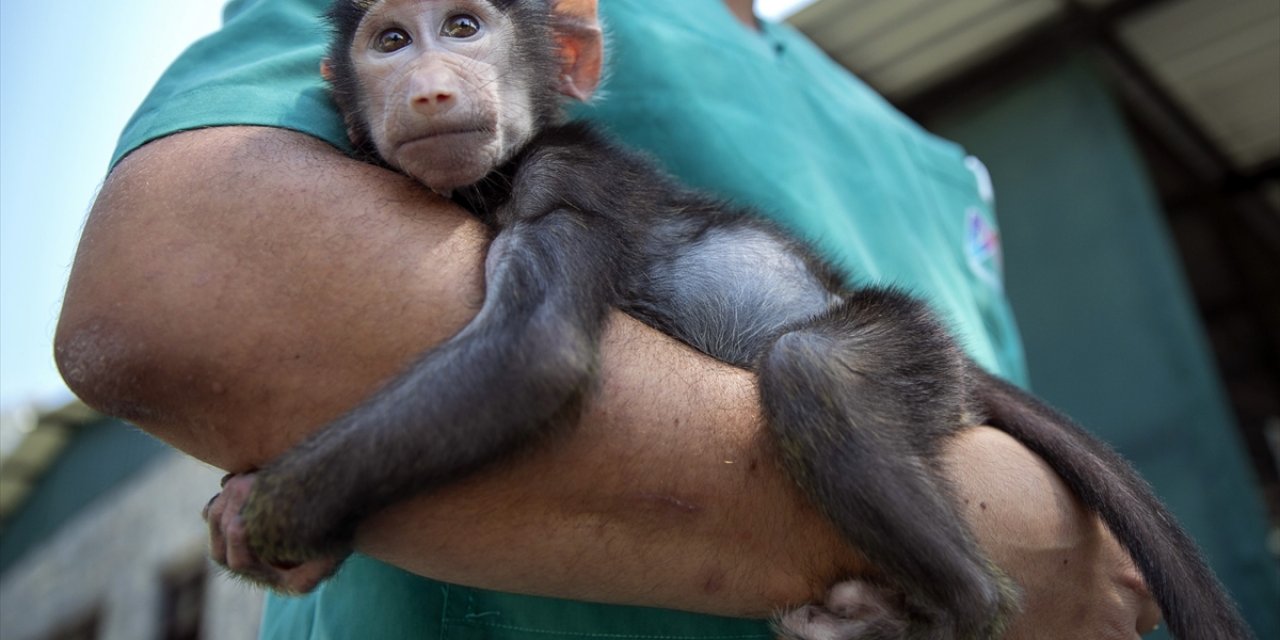 Babun Maymunu "Nisan" Tarsus Doğa Parkı'nın Maskotu Oldu
