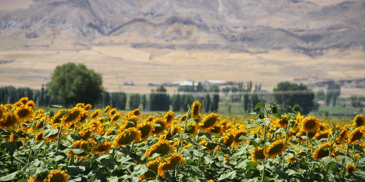Kayseri'de Çerezlik Ayçiçeği Ekim Alanları Yaygınlaşıyor
