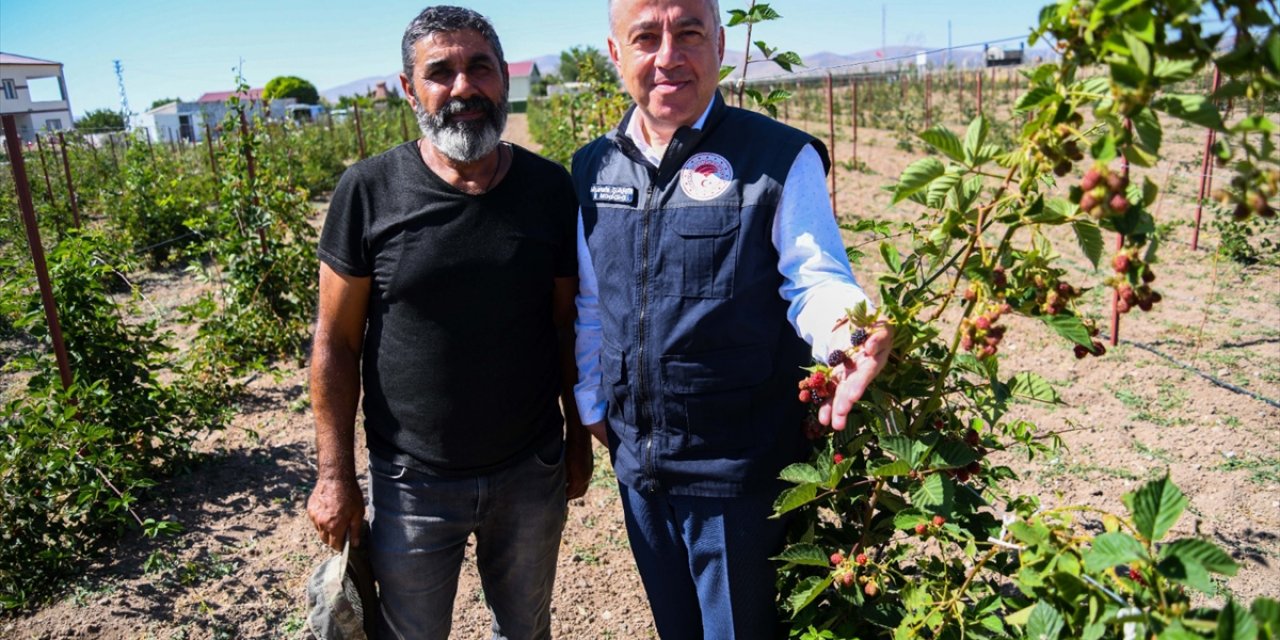 İl Tarım Ve Orman Müdürü Şahin'den Ahududu Yetiştiriciliği Önerisi