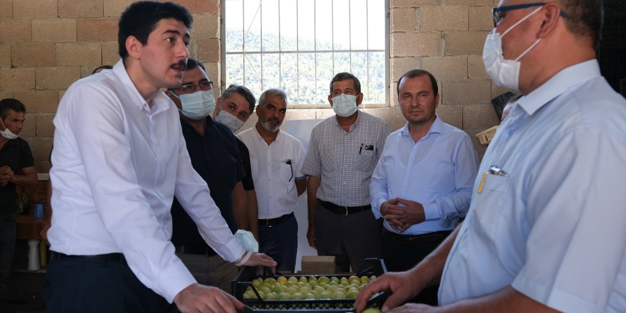 Mersin'in Mut İlçesinde Beyaz İncir Hasadına Başlandı