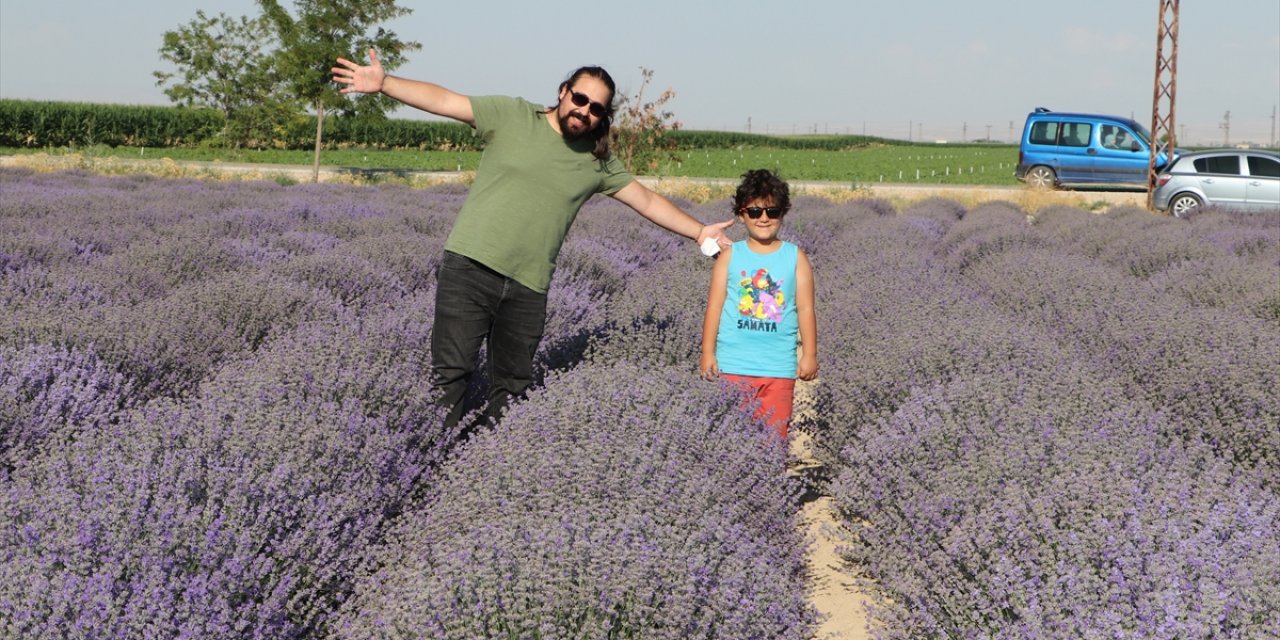 Karamanlı Mühendis Köyünde Lavanta Üretimine Başladı