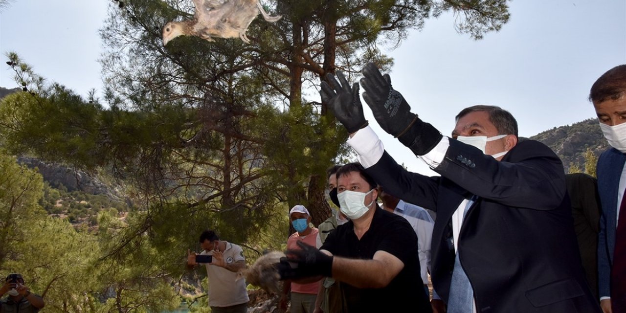 Karaman'da 840 Sülün Doğaya Bırakıldı