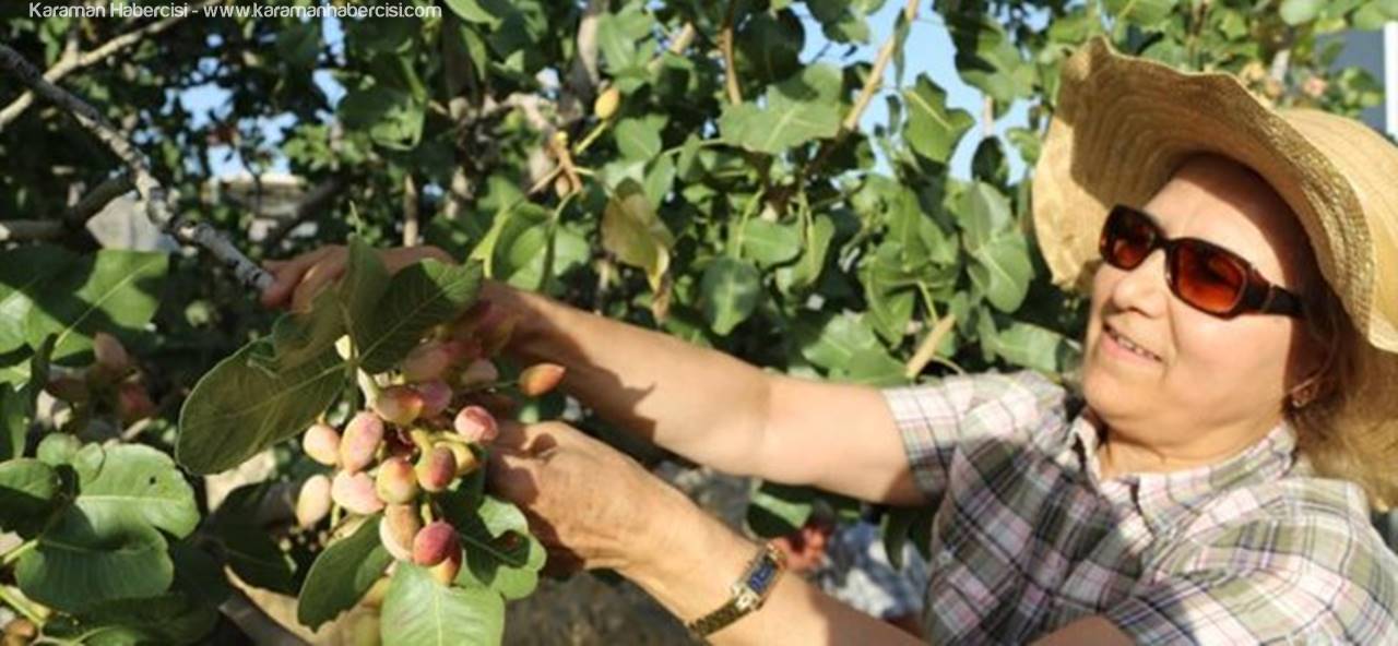 Karaman'da Menengiç Ağacından Antep Fıstığı Üretimi
