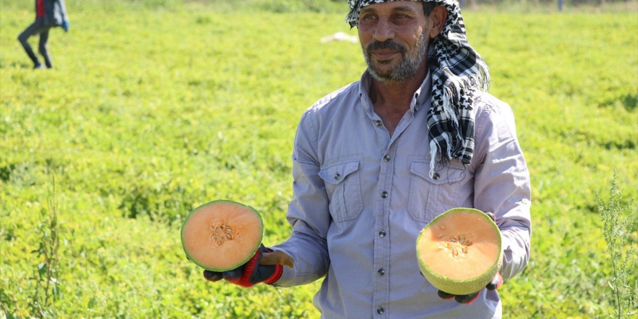 Niğde'de Üretilen "Kantalup Kavunu" 5 Ülkeye Gönderiliyor