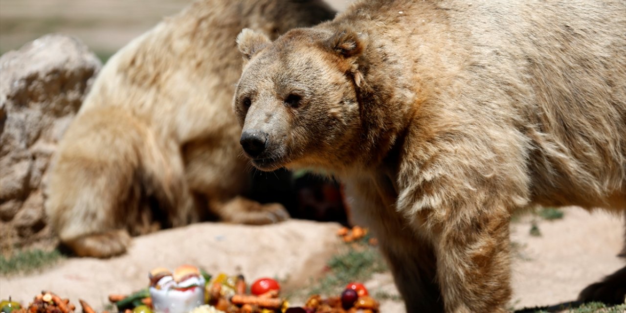 Kayseri Hayvanat Bahçesinin Sakinlerinden Boz Ayılar, Sıcakta Buzlu Meyve Kokteylleriyle Ferahlıyor