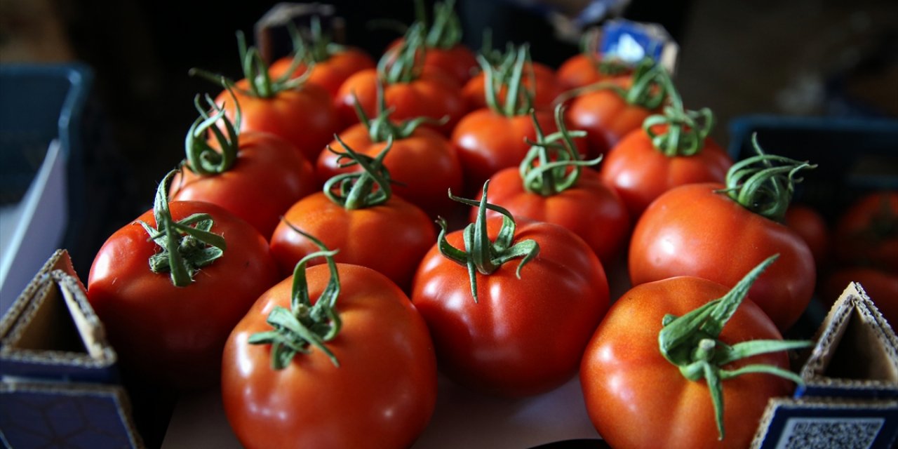 Seralarda Yetişen Domates Ve Biber 45 Ülkede Sofralara Taşınıyor