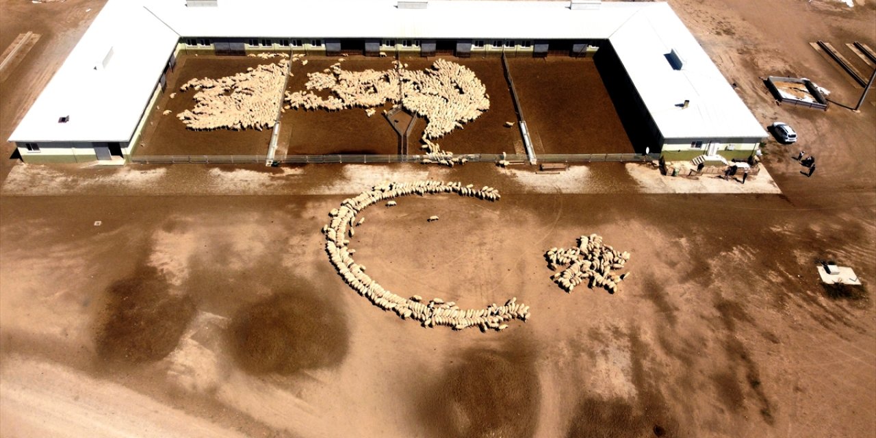 Tigem'in Islah Çalışmaları Yerli Küçükbaşta Verimi Artırdı