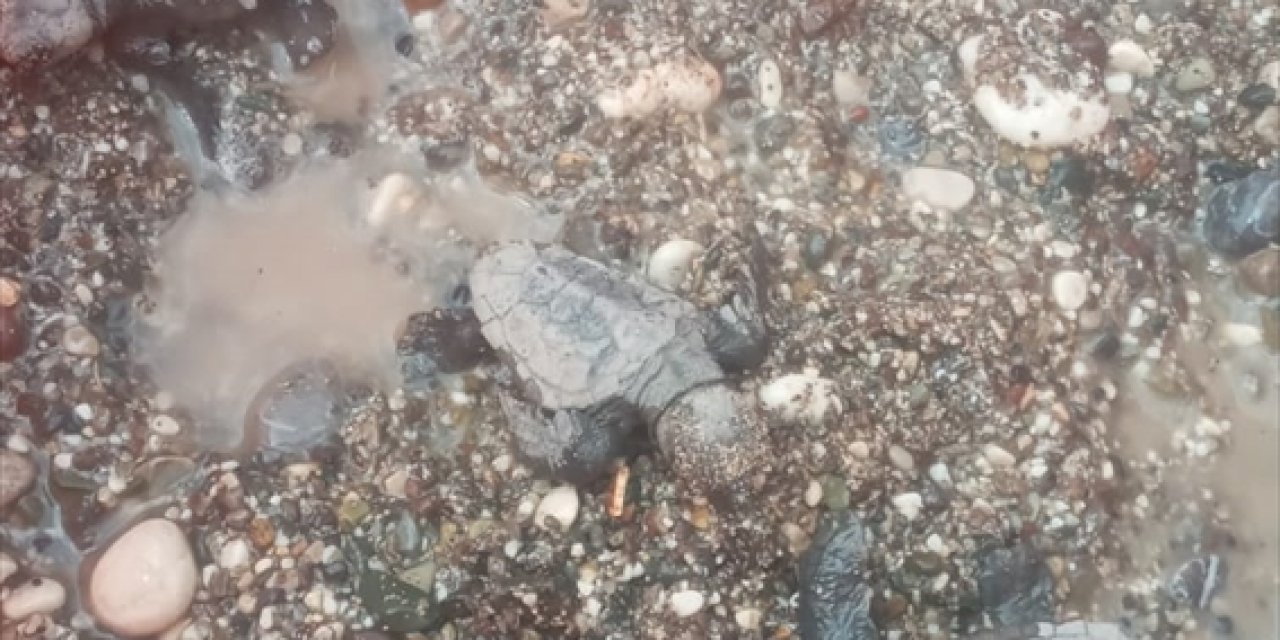 Antalya'da Caretta Caretta Yavruları Denizle Buluştu