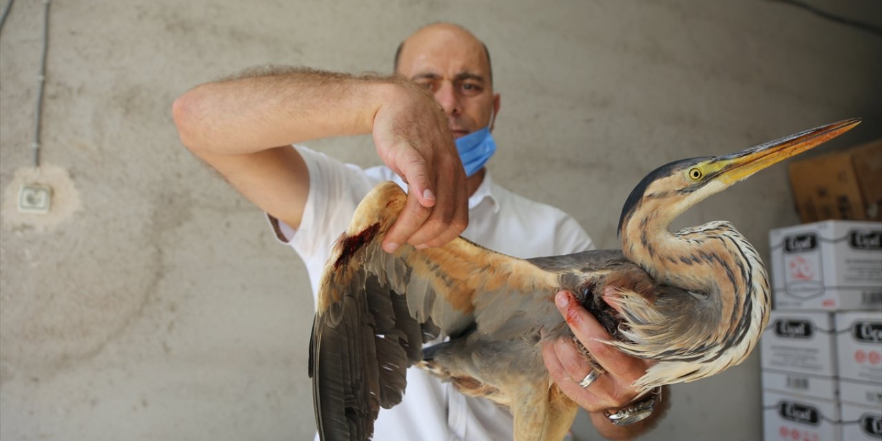 Konya'da Yaralı Bulunan Balaban Kuşu Tedavi Altına Alındı