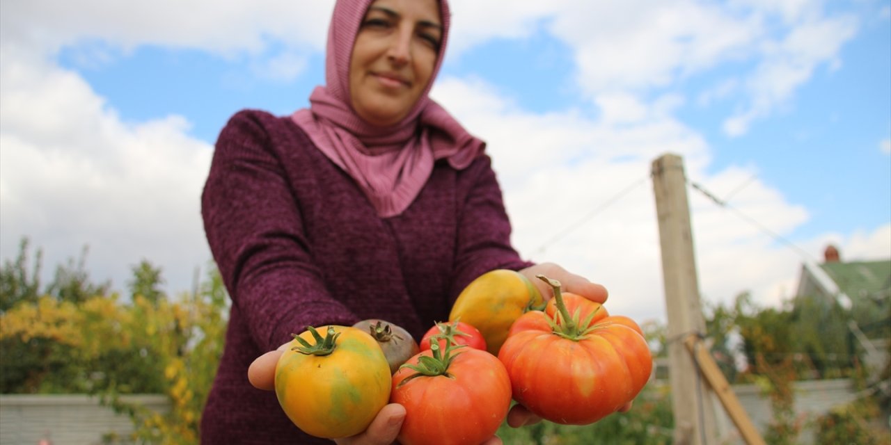 Muhasebecilikten Artakalan Zamanlarında "Ata Tohumu" Yetiştiriyor