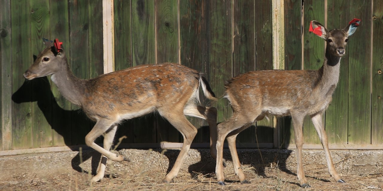 Alageyiklerin Geleceği İçin "Umut" Ve "Bahar"