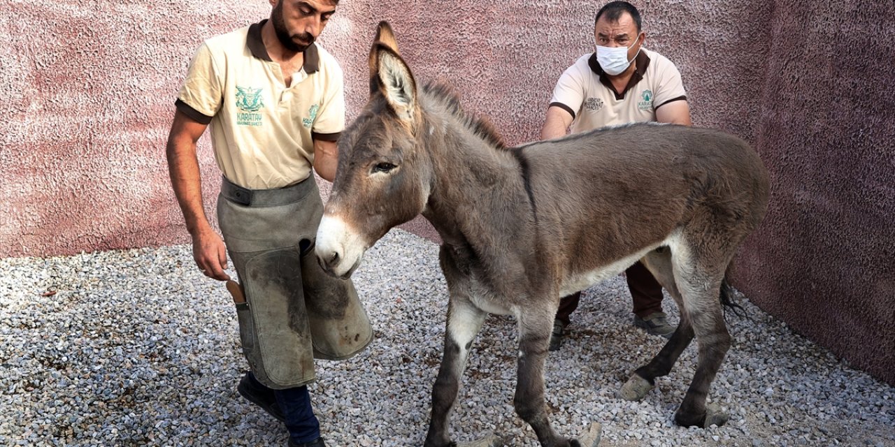 Uzayan Tırnakları Nedeniyle Ayakta Duramayan Eşeğe Belediye Sahip Çıktı