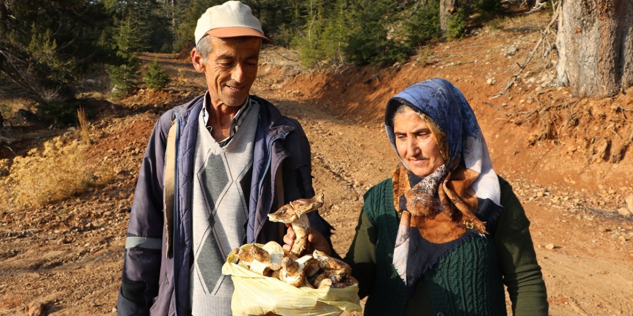 Toroslardan Japonya'ya Mantar İhracatı